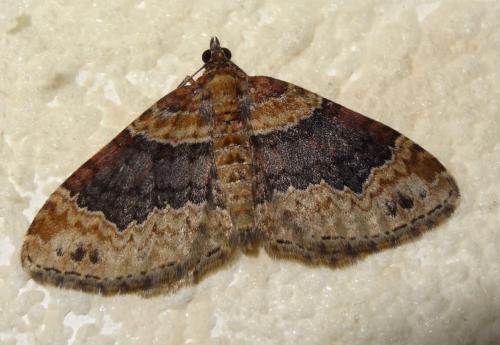 Réf. 190 400 : Xanthorhoe ferrugata